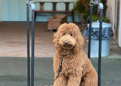 Poodle on baggage cart at the Inn at Discovery Coast