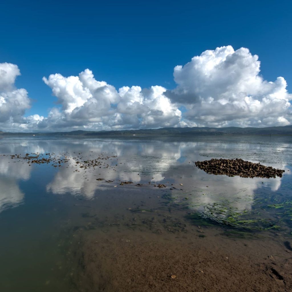 Willapa Bay Oysters Oyster Beds