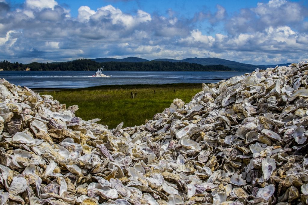 Willapa Bay Oysters