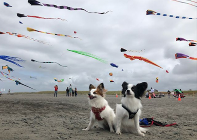 Dogs on the long beach peninsula