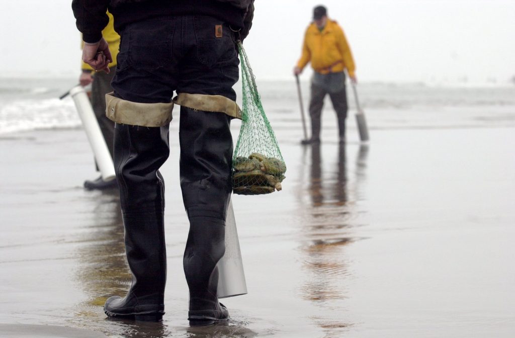 digging for razor clams