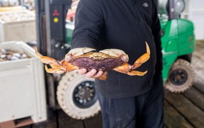 Man holding fresh Dungeness Crab