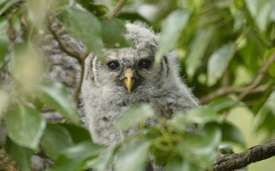 Barred Owlet photo by Jace the Bird Nerd