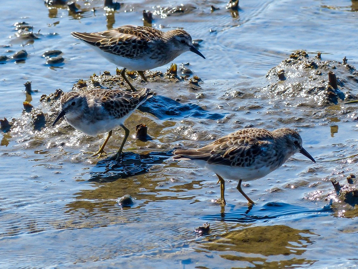 Bird and Wildlife Photography from Beach to Bay