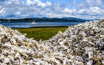 Pile of oyster shells in Nahcotta