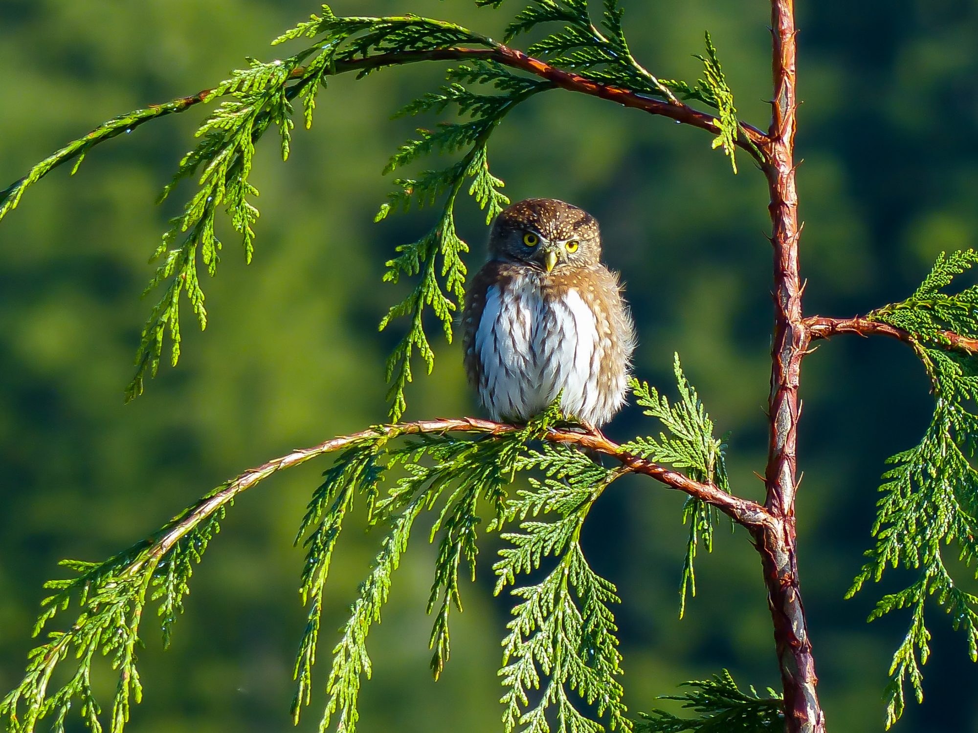 Northern pygmy owl