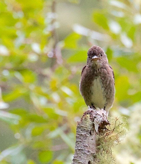 Olive sided flycatcher by Madeline Kalbach