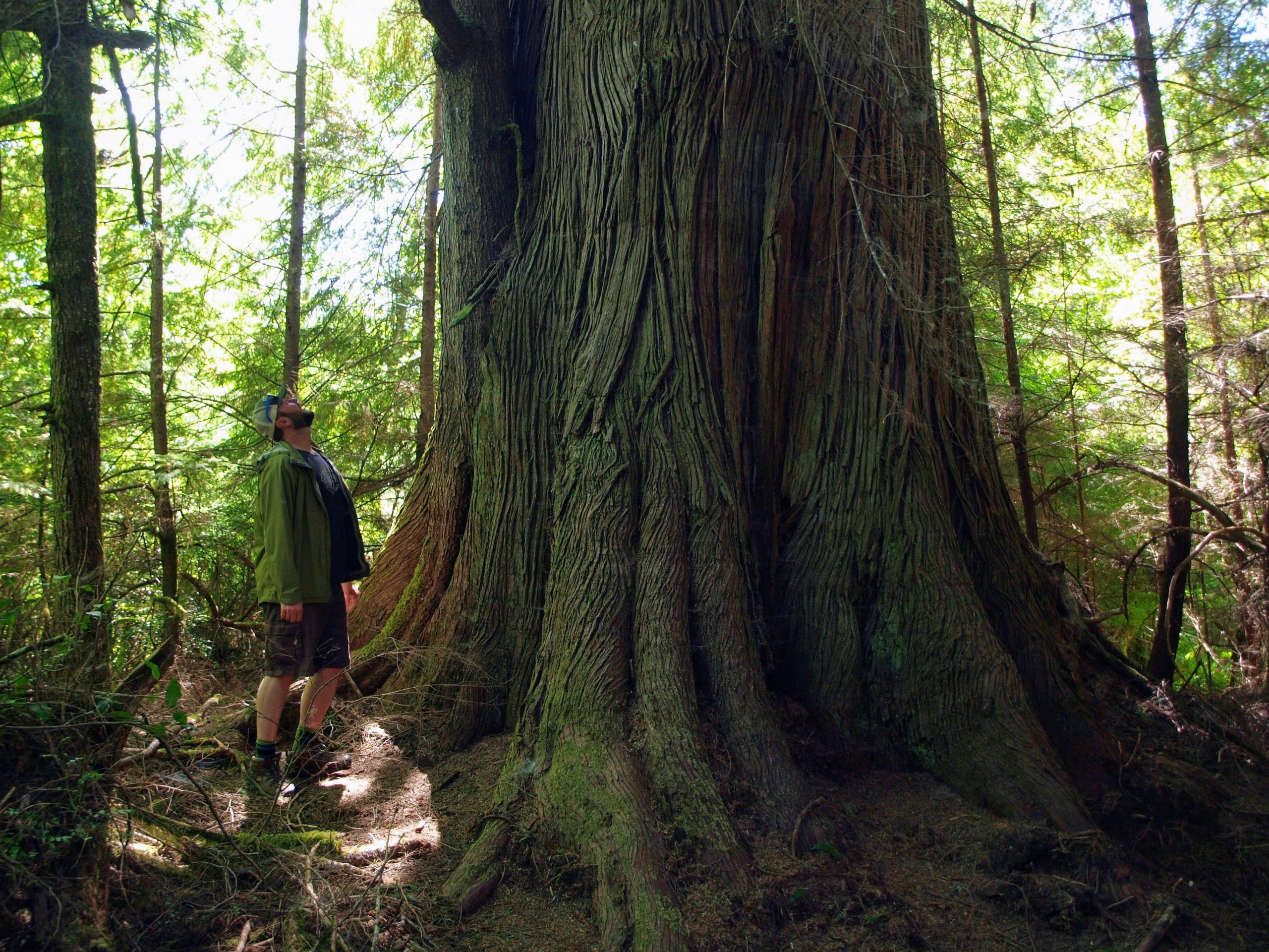 Tree in North County