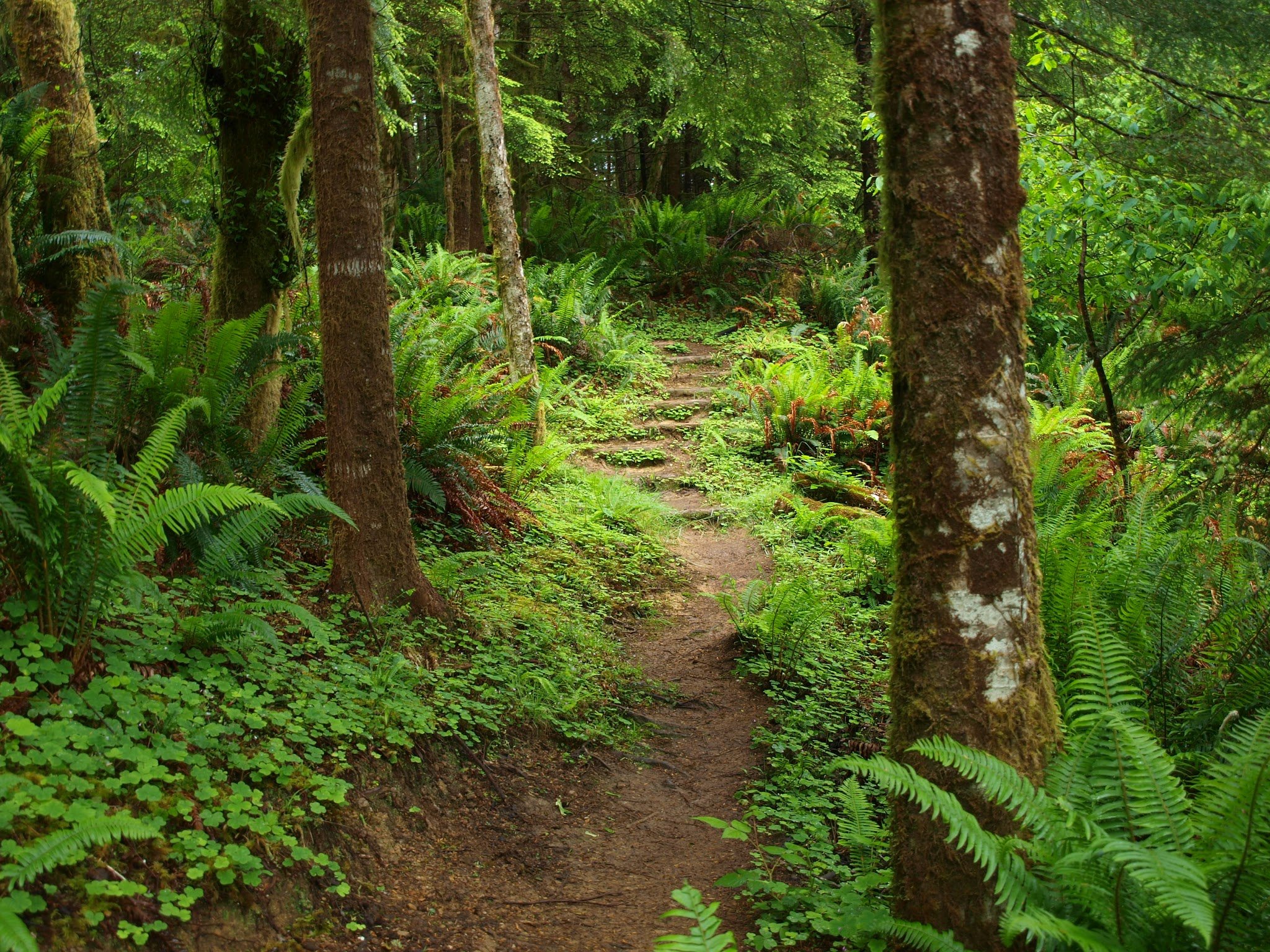 Trail in North County