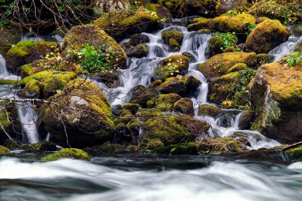 Photographer's Dream Forest - Jason Hummel