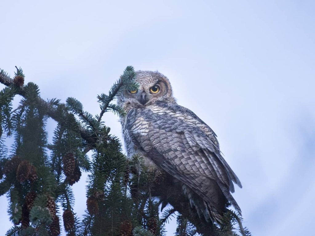 Photographer's Dream Owl - Jace Walker Stenersen