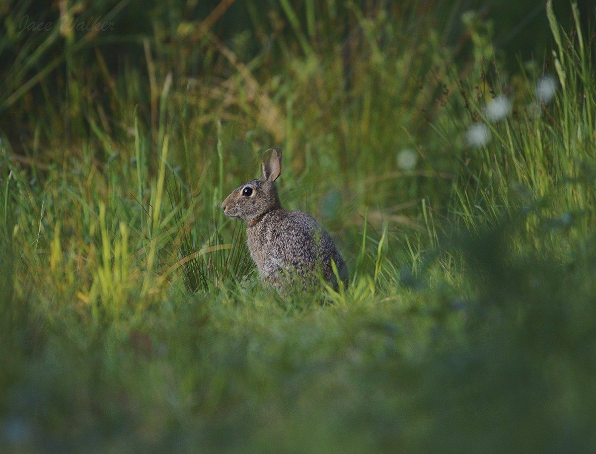 Bird and Wildlife Photography from Beach to Bay