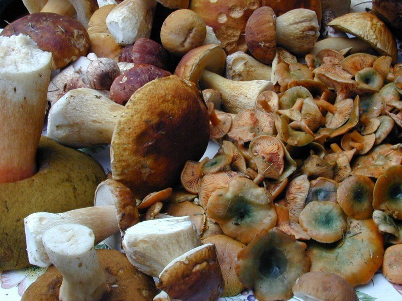 THE LONG BEACH PENINSULA INVITES VISITORS TO SAVOR THE EARTHLY DELIGHTS OF AUTUMN DURING THE WILD MUSHROOM CELEBRATION, OCT. 1 THROUGH NOV. 15, 2018