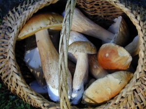 Wild mushrooms