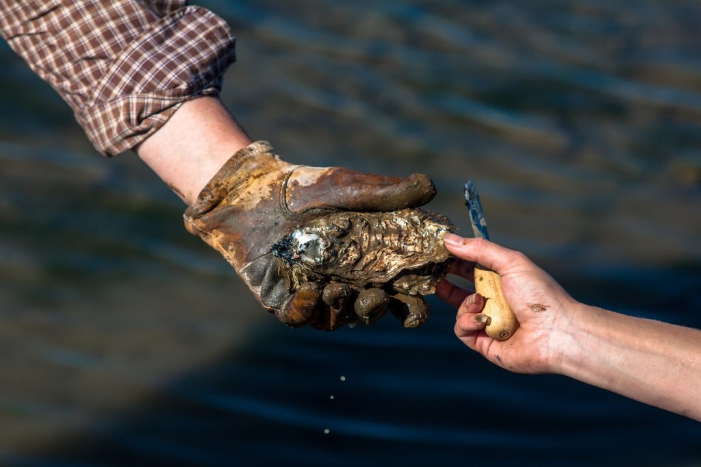 Willapa Bay Oysters