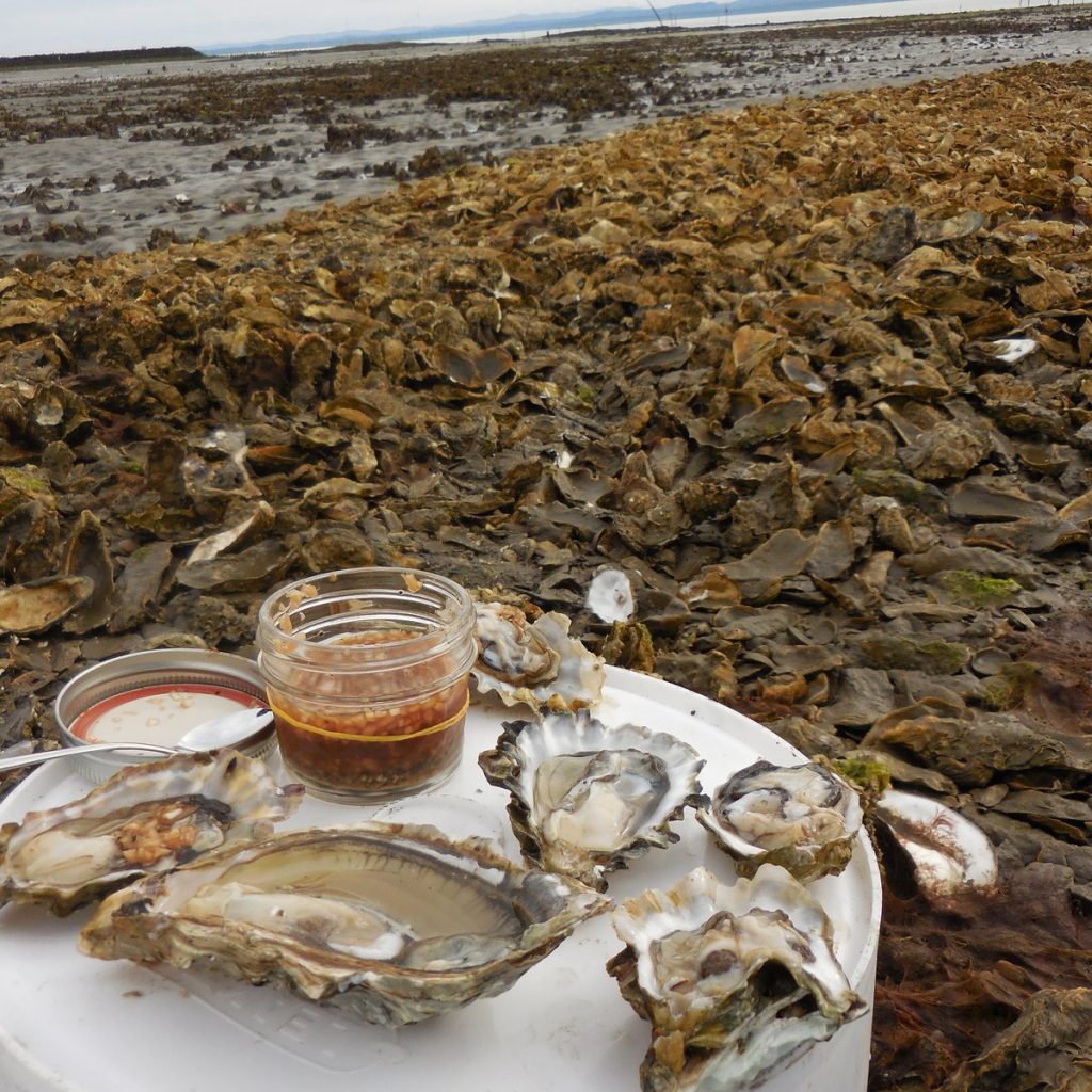 Willapa Bay Oysters Nahcotta Mud Flats