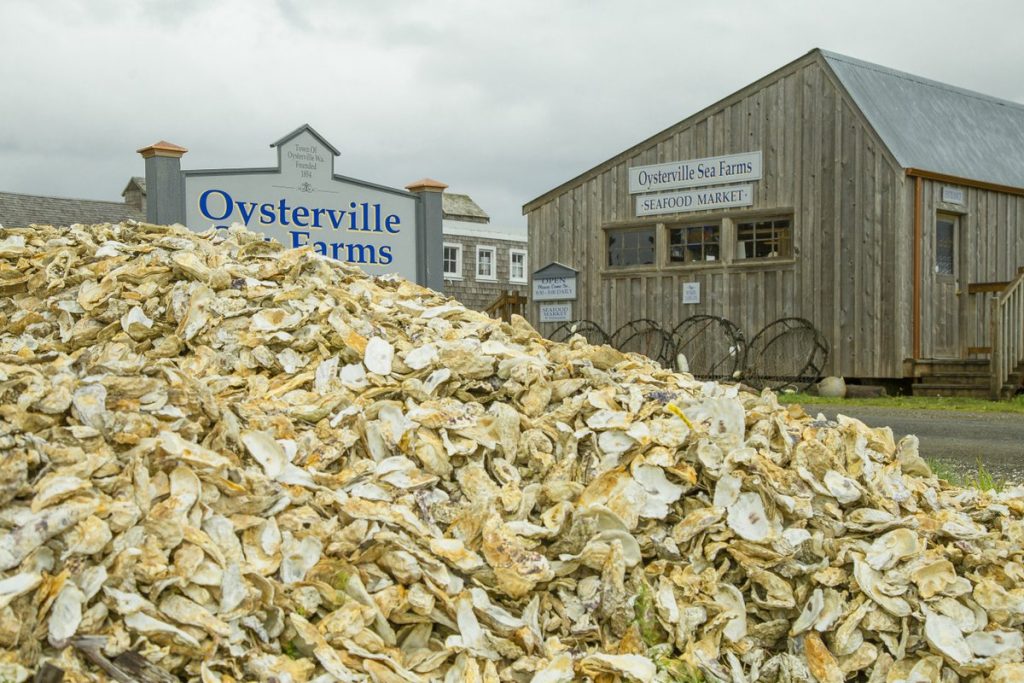 Willapa Bay Oysters Oysterville shells