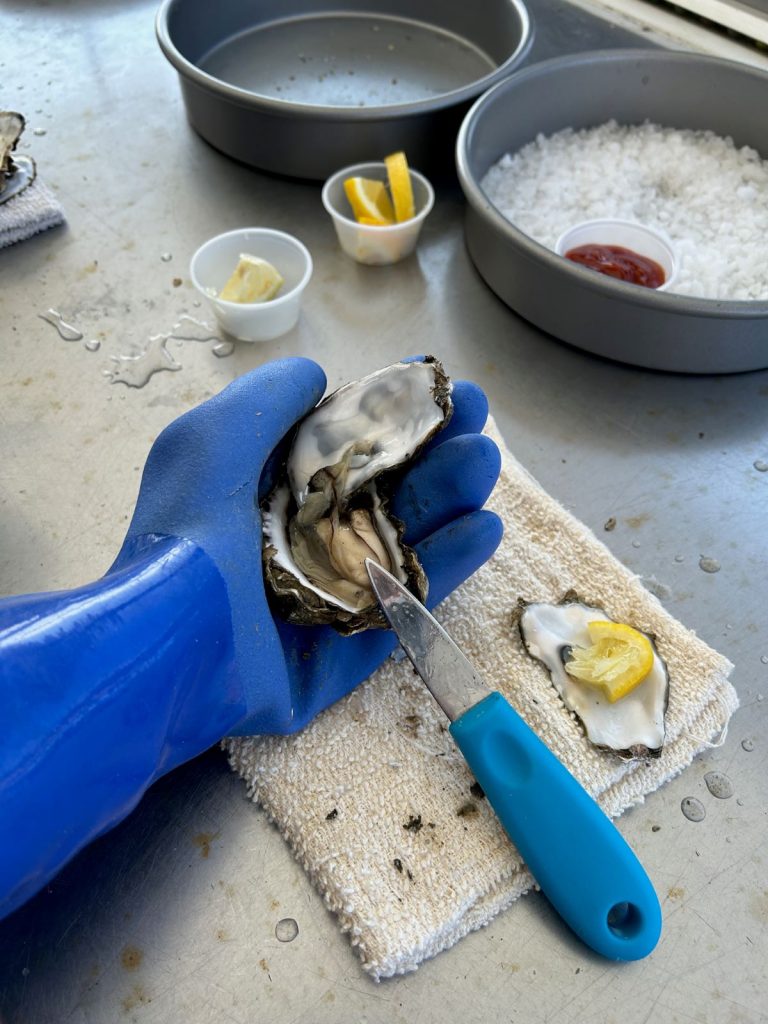 Willapa Bay Oysters Shucking