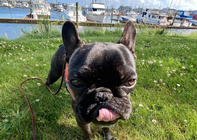 Frankie our April Beach Dog of the Month